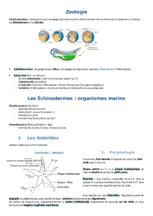 Cours 4 - 4 ème COURS Les Diapsidés Les amniotes sont divisés en deux ...