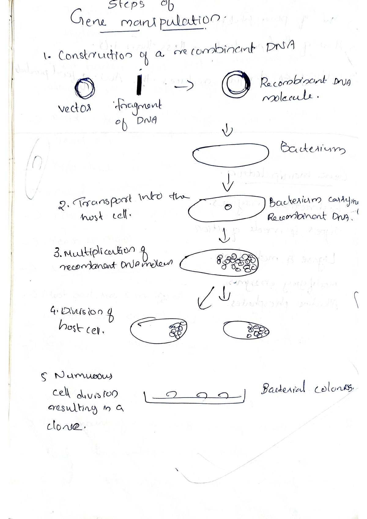 Document - Microbiology - Studocu