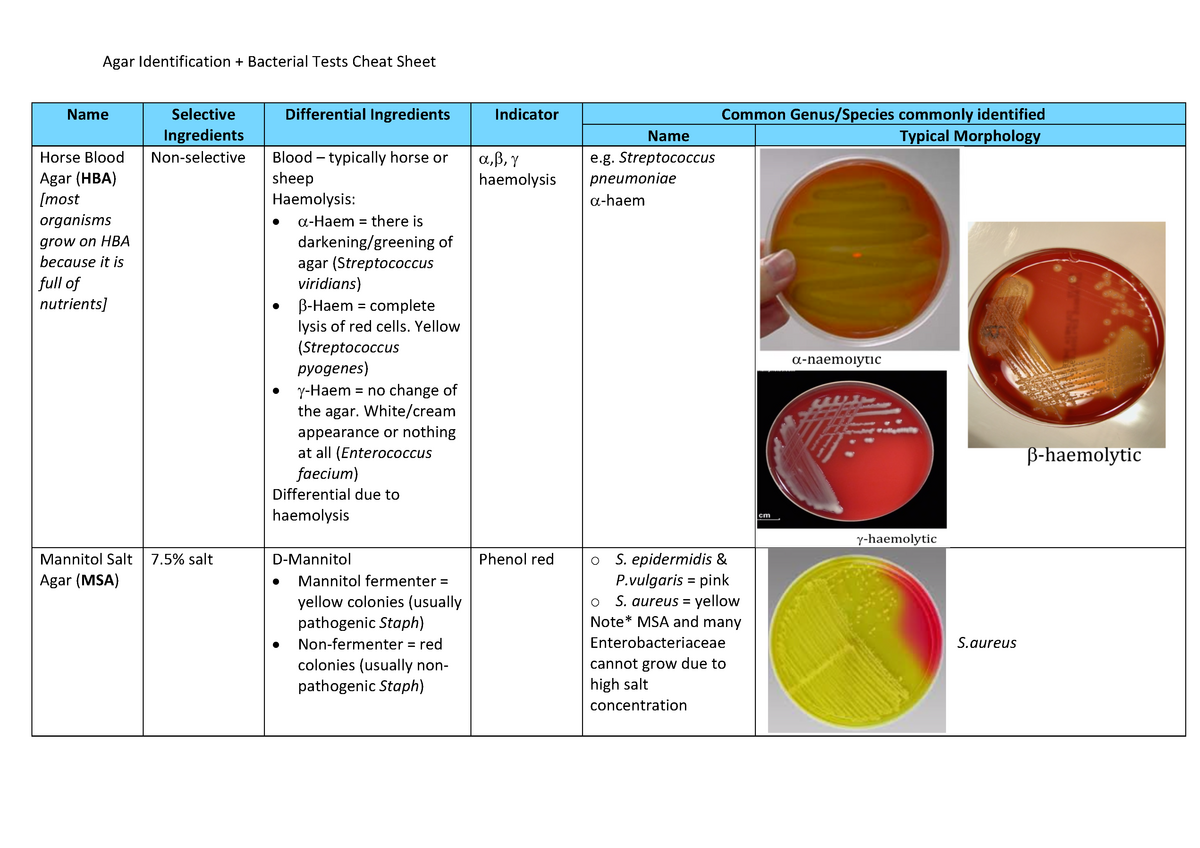Cheat sheet summary bacterial identification Warning TT undefined