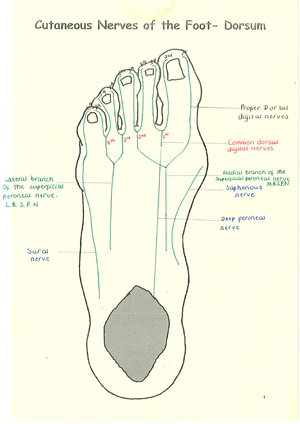 PAD VS CVI - Peripheral artery disease vs Chronic Venous Insufficiency ...