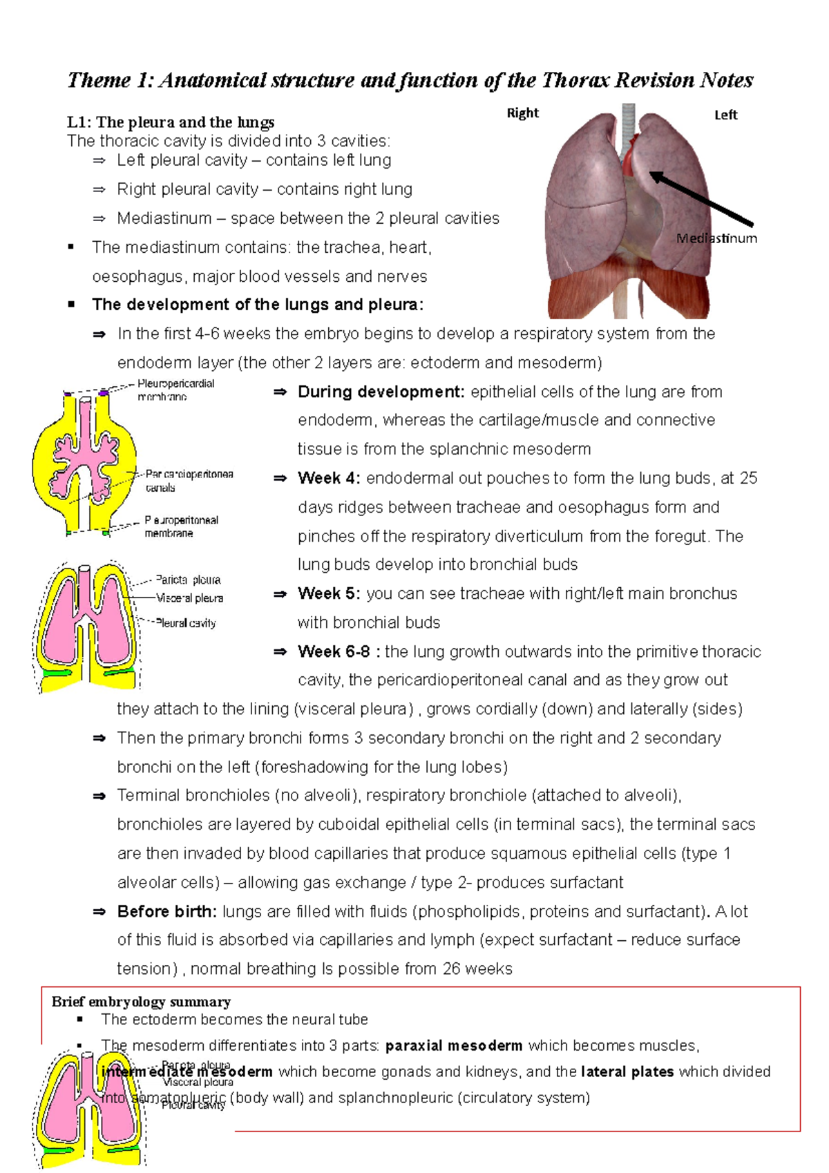 103 Theme 1 Anatomy Of Thorax Notes - Theme 1: Anatomical Structure And 