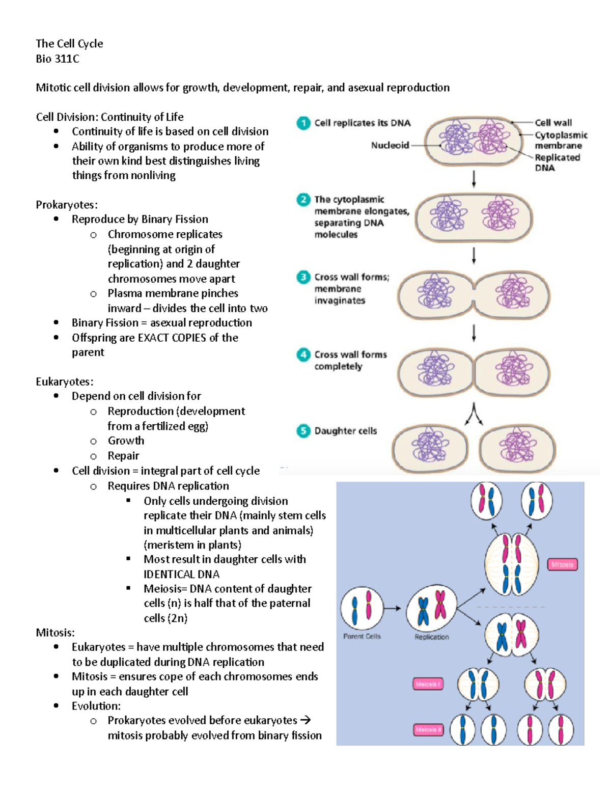 The Cell Cycle - Professor Partridge - The Cell Cycle Bio 311C Mitotic ...