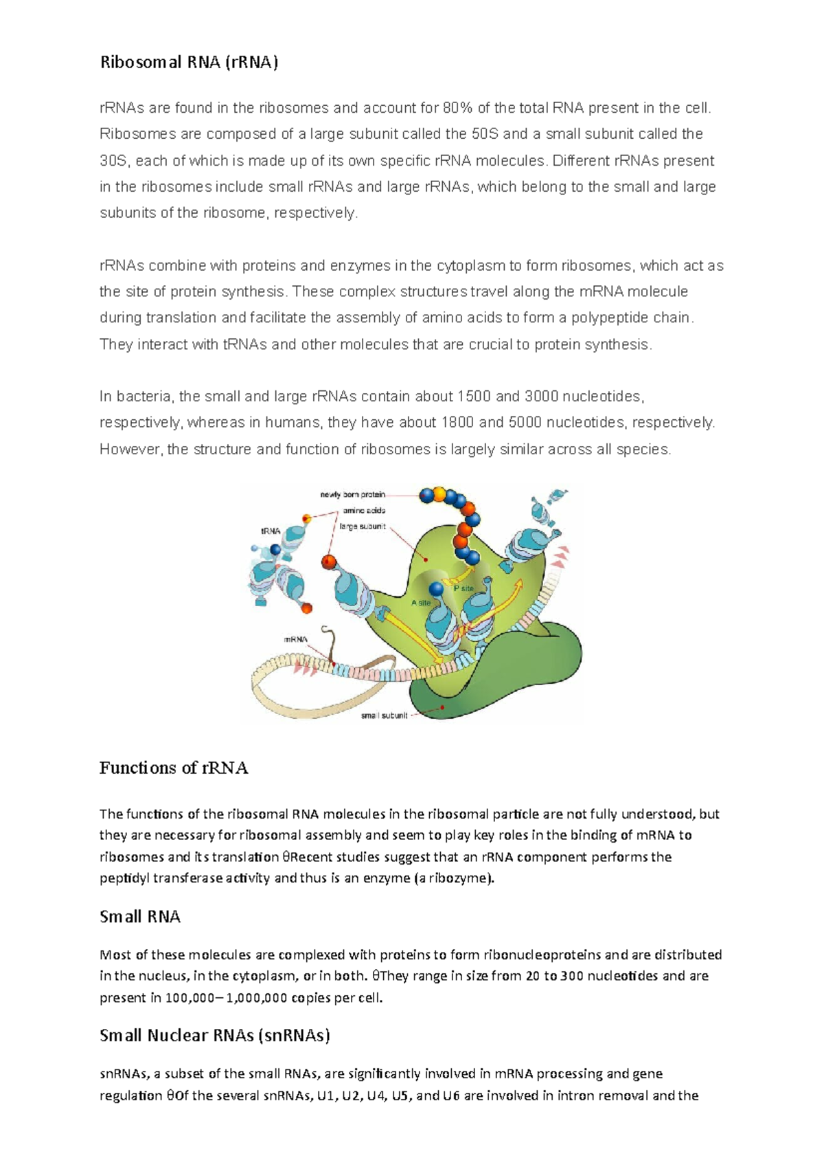 R RNA - self made notes on the topic rRNA - Ribosomal RNA (rRNA) rRNAs ...