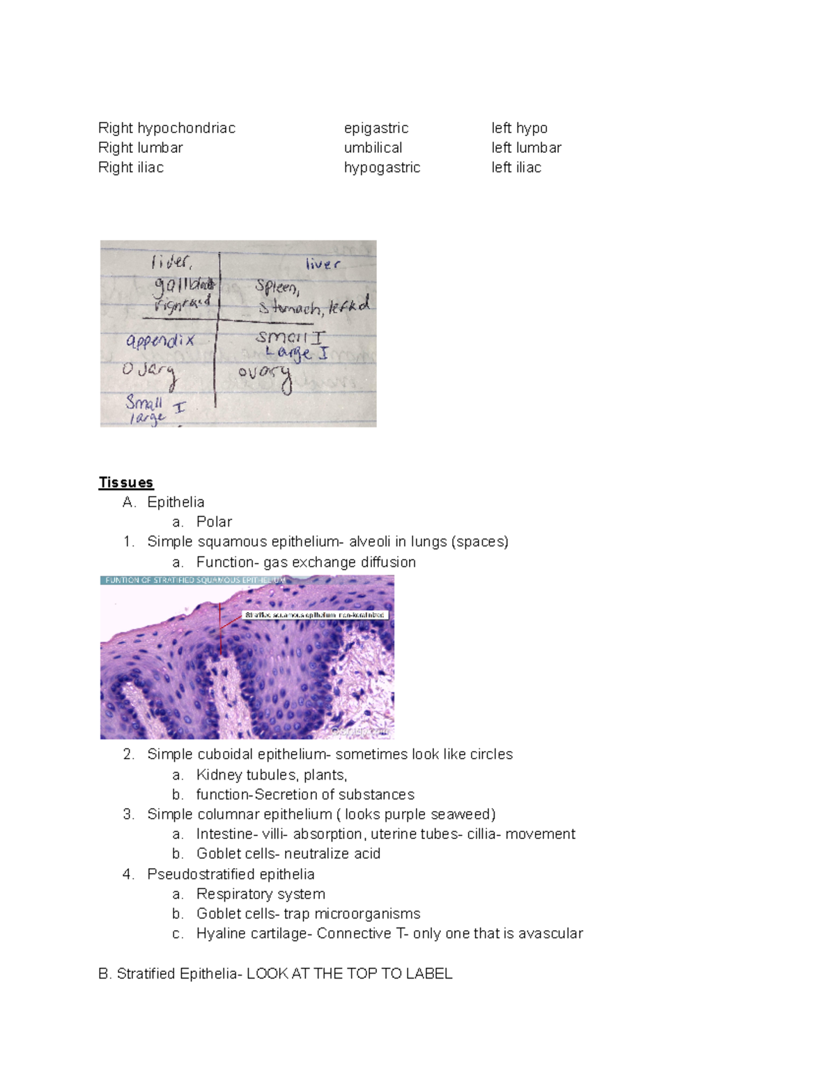 Anatomy 1 - notes - Right hypochondriac epigastric left hypo Right ...