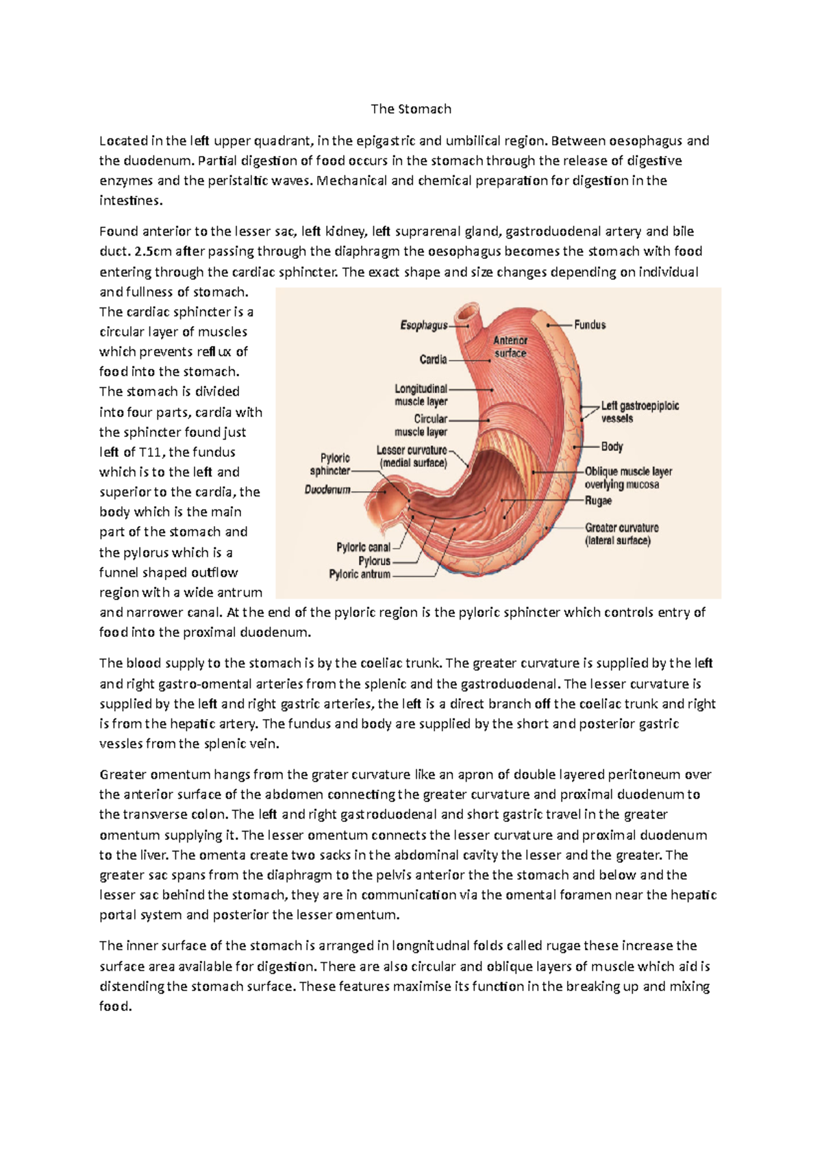 Anatomy of the stomach - The Stomach Located in the left upper quadrant ...