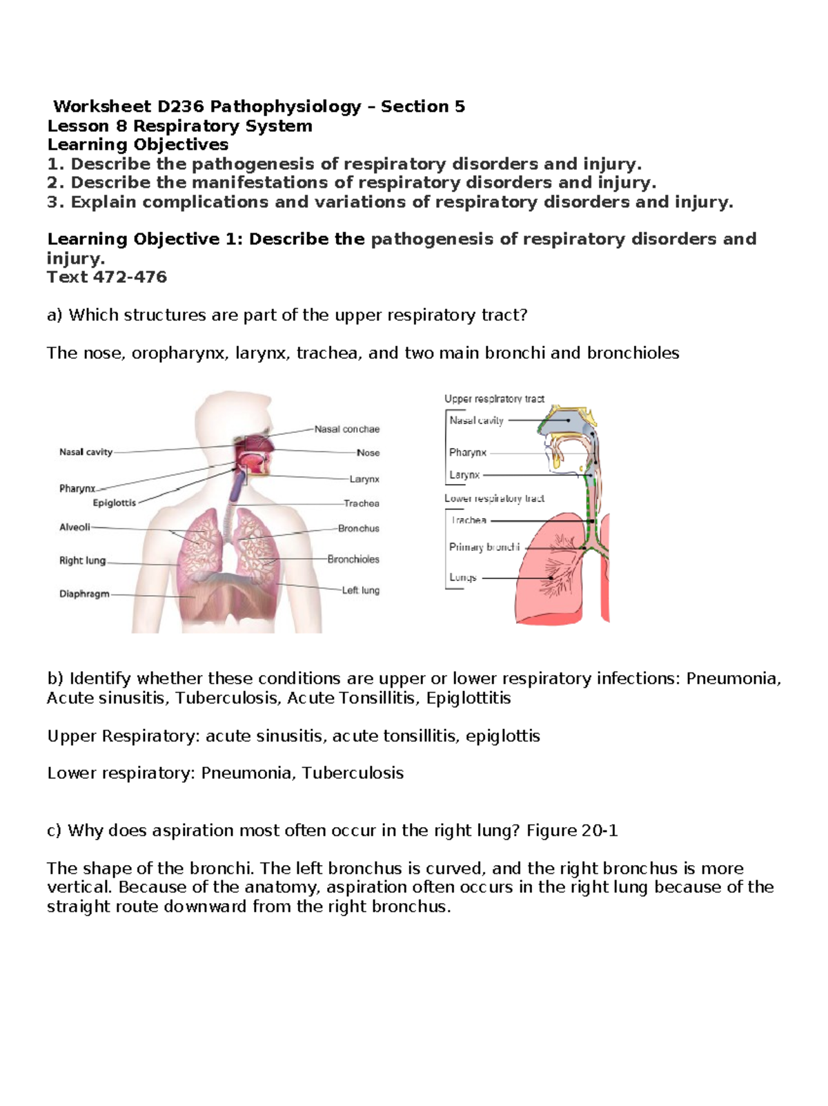 Worksheet and study guide Respiratory - Worksheet D236 Pathophysiology ...