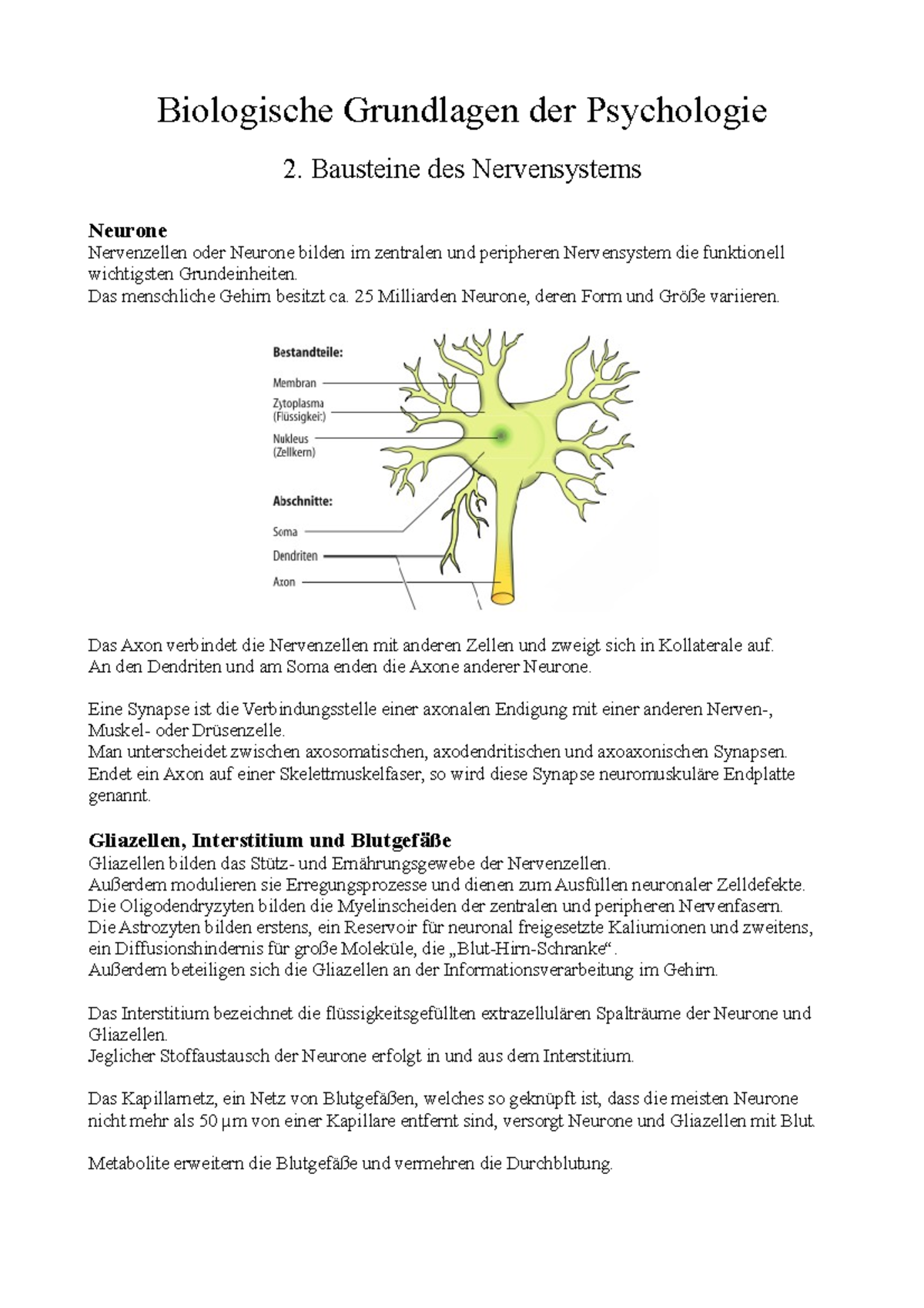 Biologische Grundlagen Der Psychologie - Bausteine Des Nervensystems ...