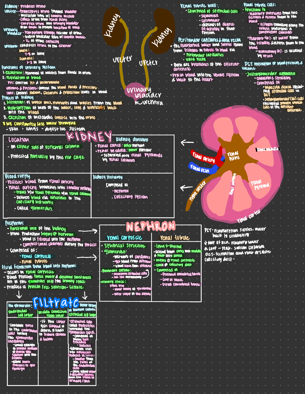 Final Review Urinary System - Kidney produces urine ' renaltubule wall ...