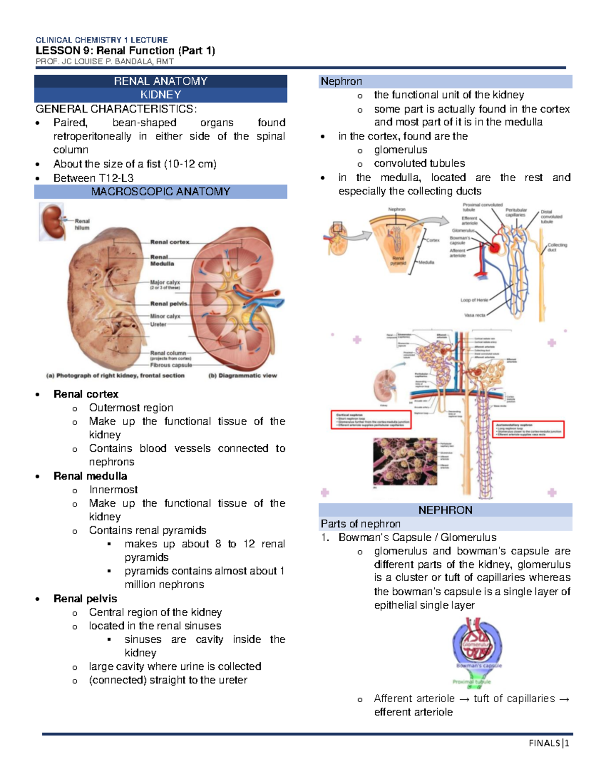 CC LEC - Renal Function - LESSON 9: Renal Function (Part 1) PROF. JC ...