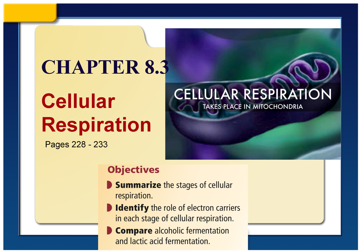 Cellular Respiration - Cellular Respiration CHAPTER 8. Pages 228 - 233 ...