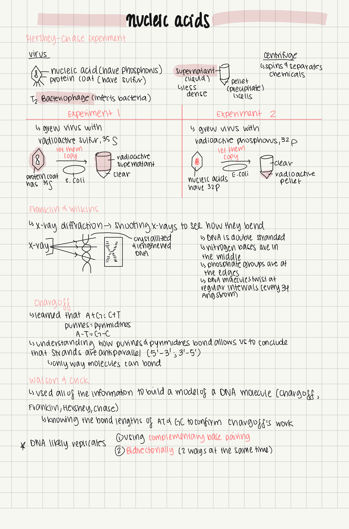 genes and regulation of gene expression- ib biology hl 1🧬 - Studocu