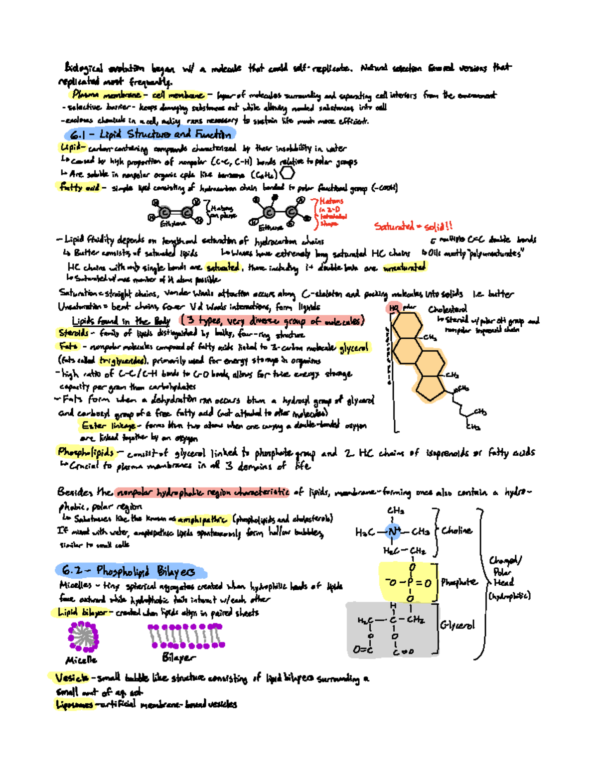 Chapter 6 Lipids, Membranes, and the First Cells - Biologicalevolution ...