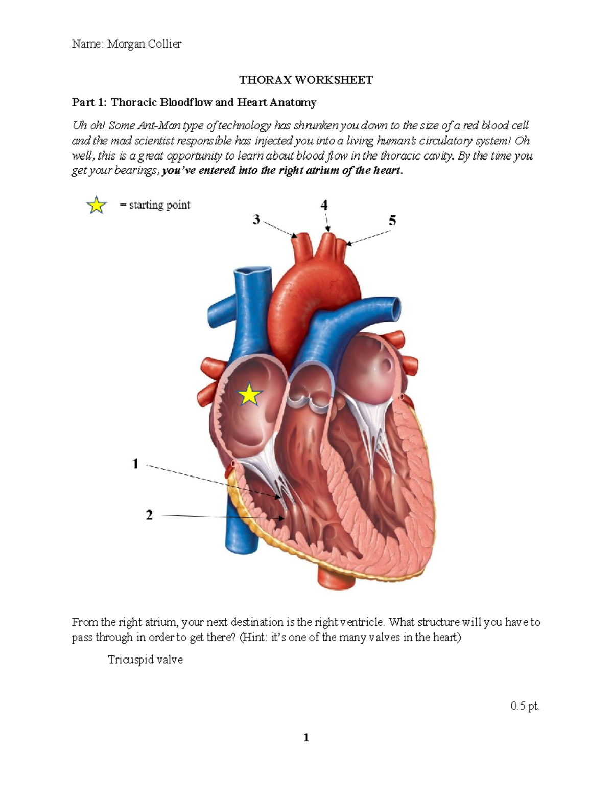 Thorax Worksheet-1 - Dr. Benjamin M. Auerbach - THORAX WORKSHEET Part 1 ...