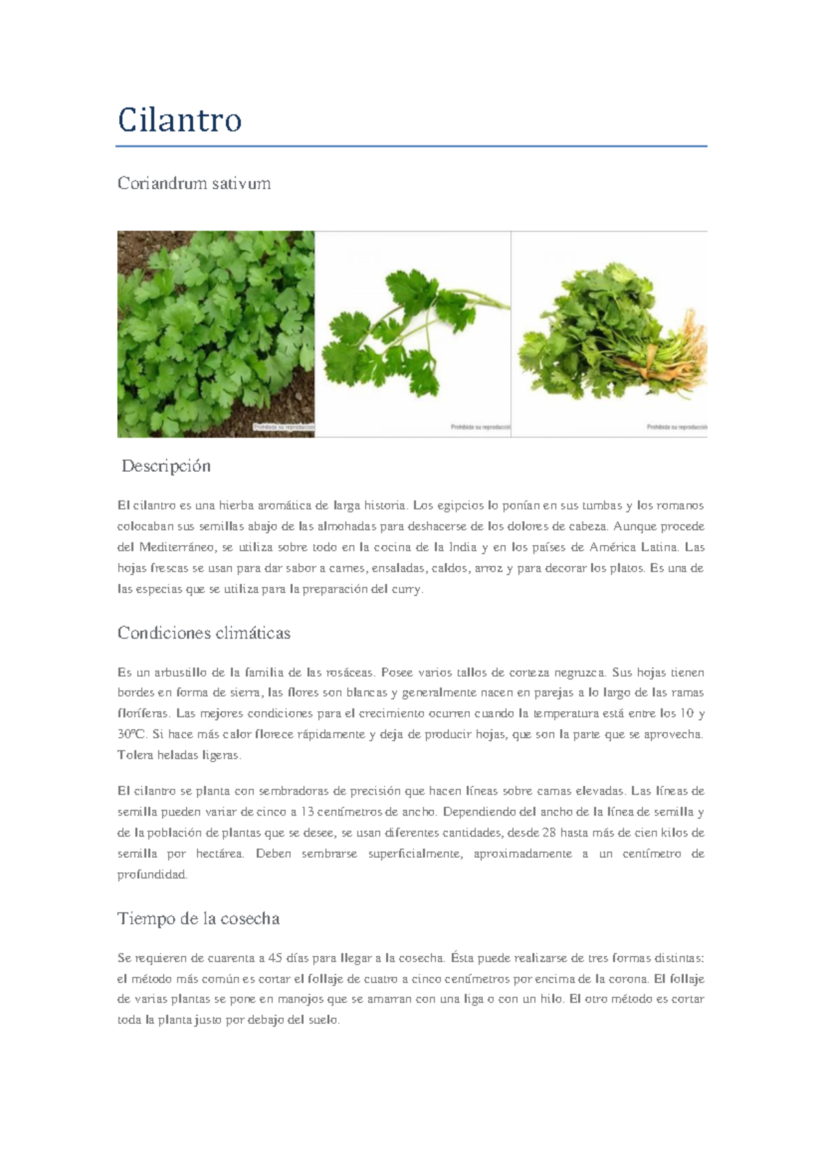 Cilantro monografias - Cilantro Coriandrum sativum Descripción El ...