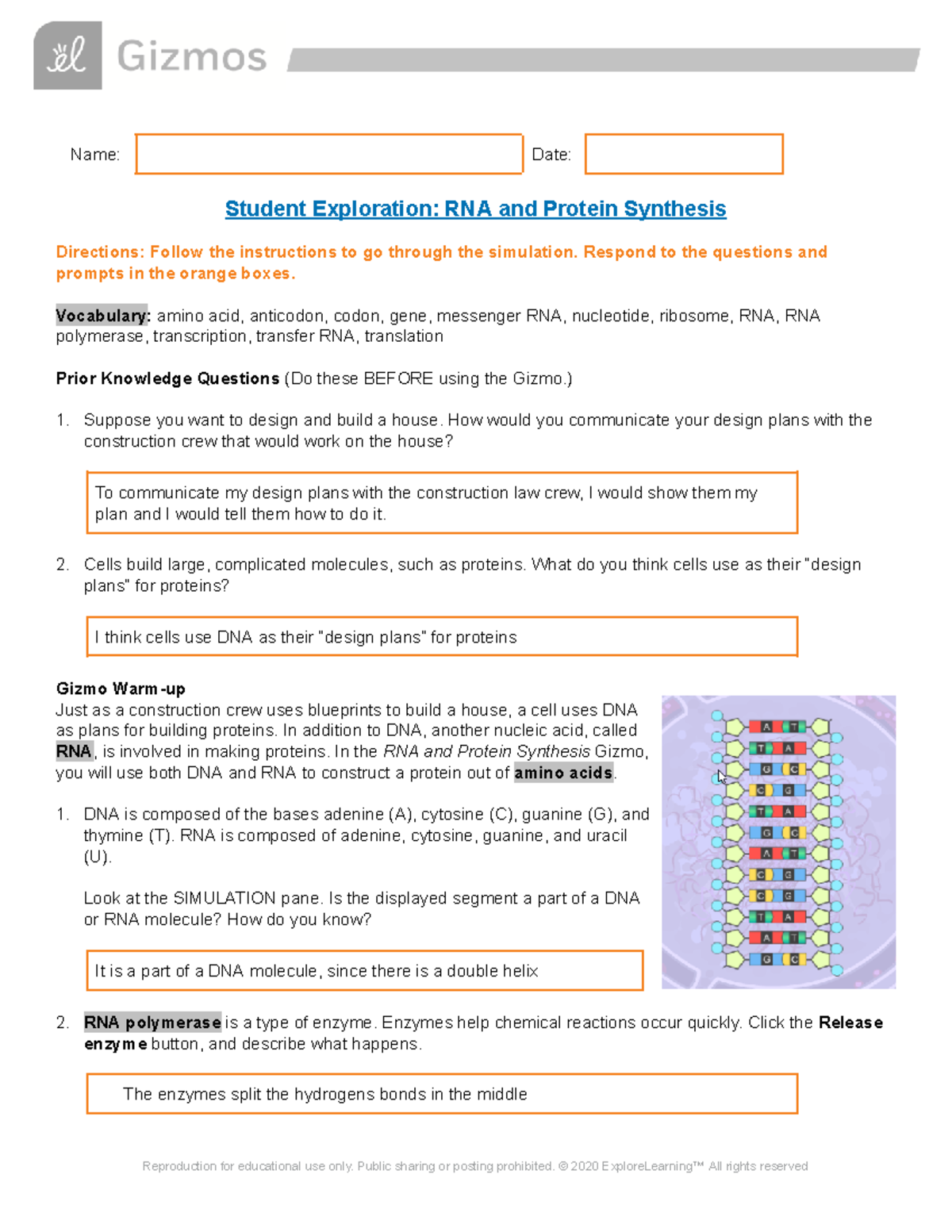 Morris - RNA And Protein Synthesis Gizmo - Name: Date: Student ...