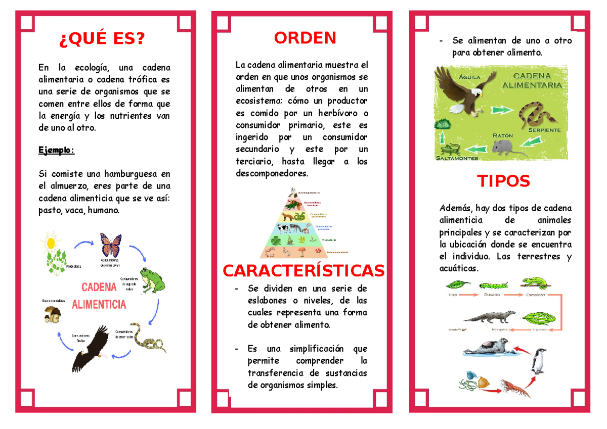 ejemplos de descomponedores en la cadena alimenticia