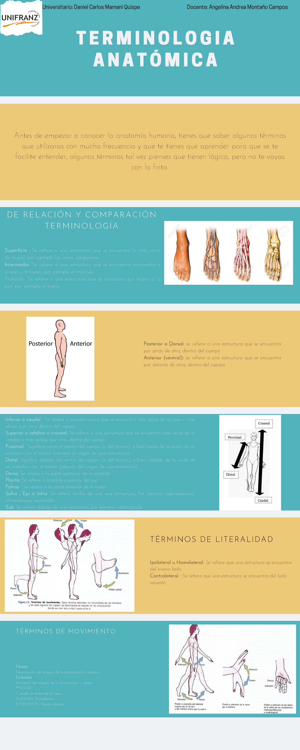 Infografia Anatomia Inferior O Caudal Se Refiere A Una Estructura The ...