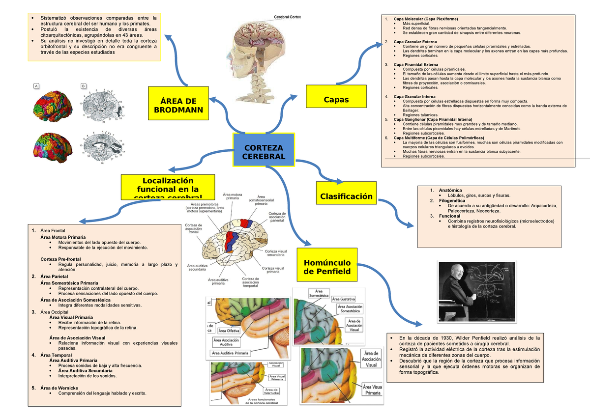 S10 s1-Corteza cerebral 2 - CORTEZA CEREBRAL Capas 1. Capa Molecular ...