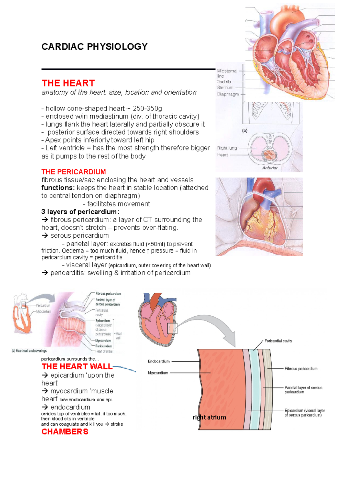 CVS Physiology II 27 July 2022 - CARDIAC PHYSIOLOGY THE HEART anatomy ...