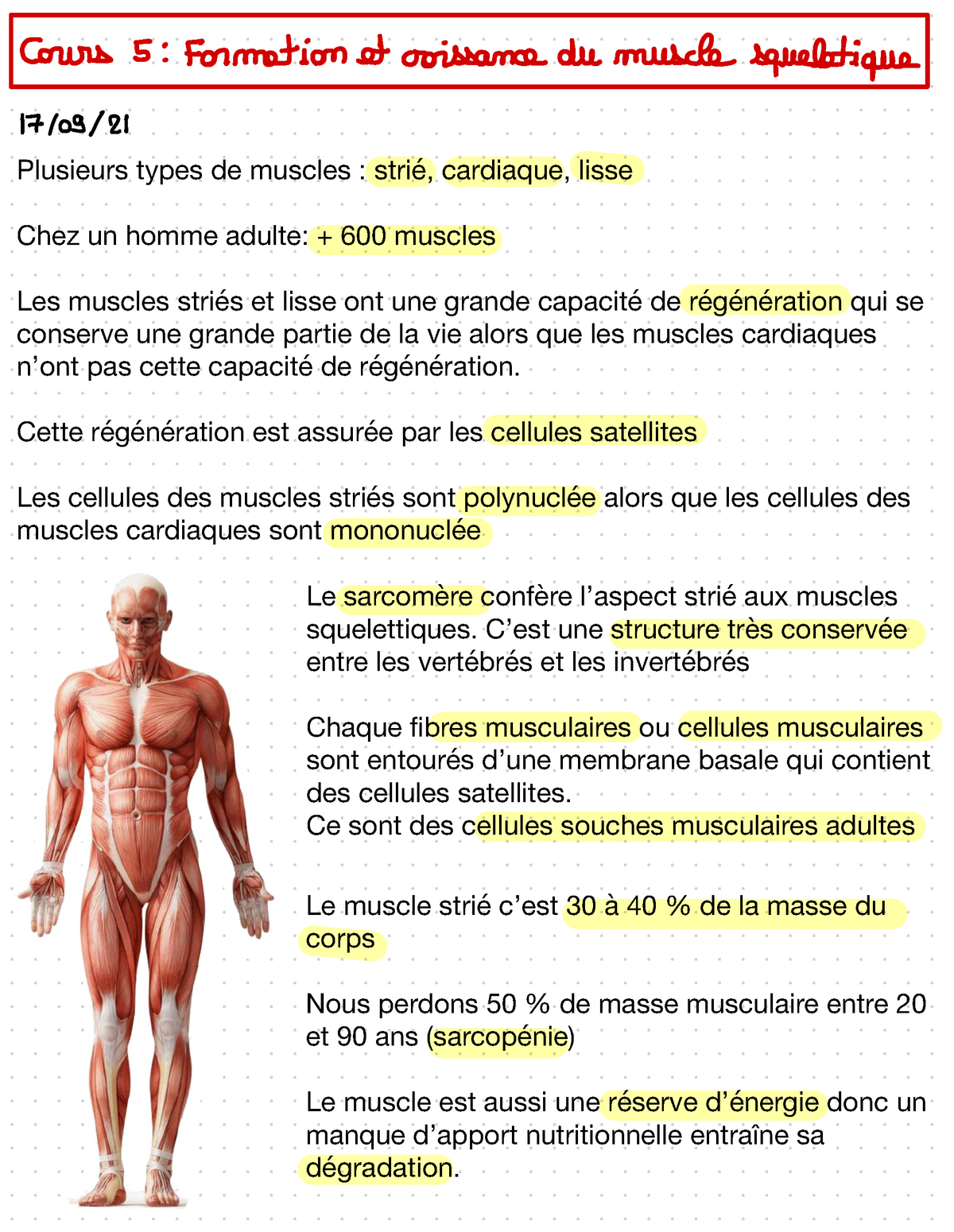 Les faits en bref: Présentation de la biologie des muscles et des