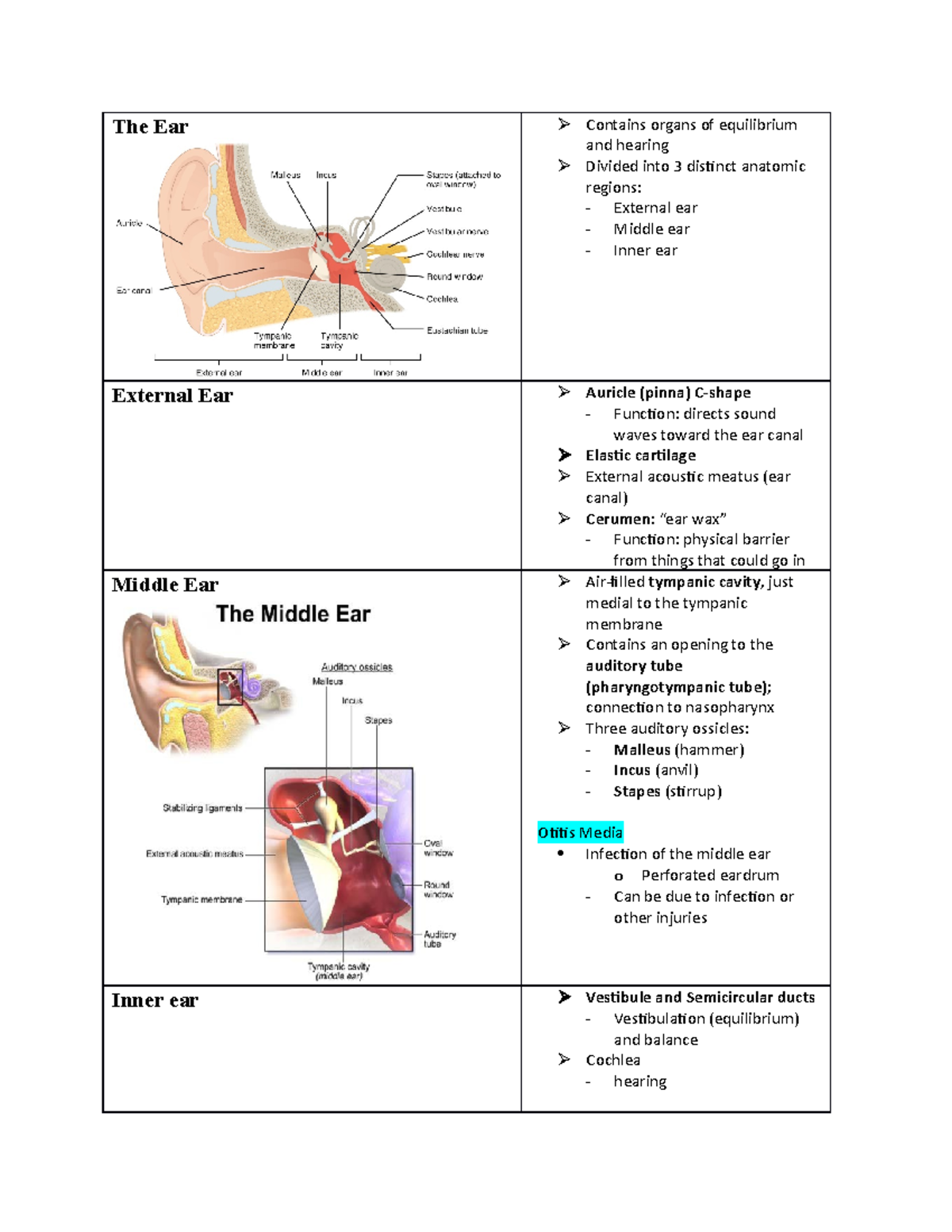 Mod 26 - Hearing and Vestibulation - The Ear Contains organs of ...