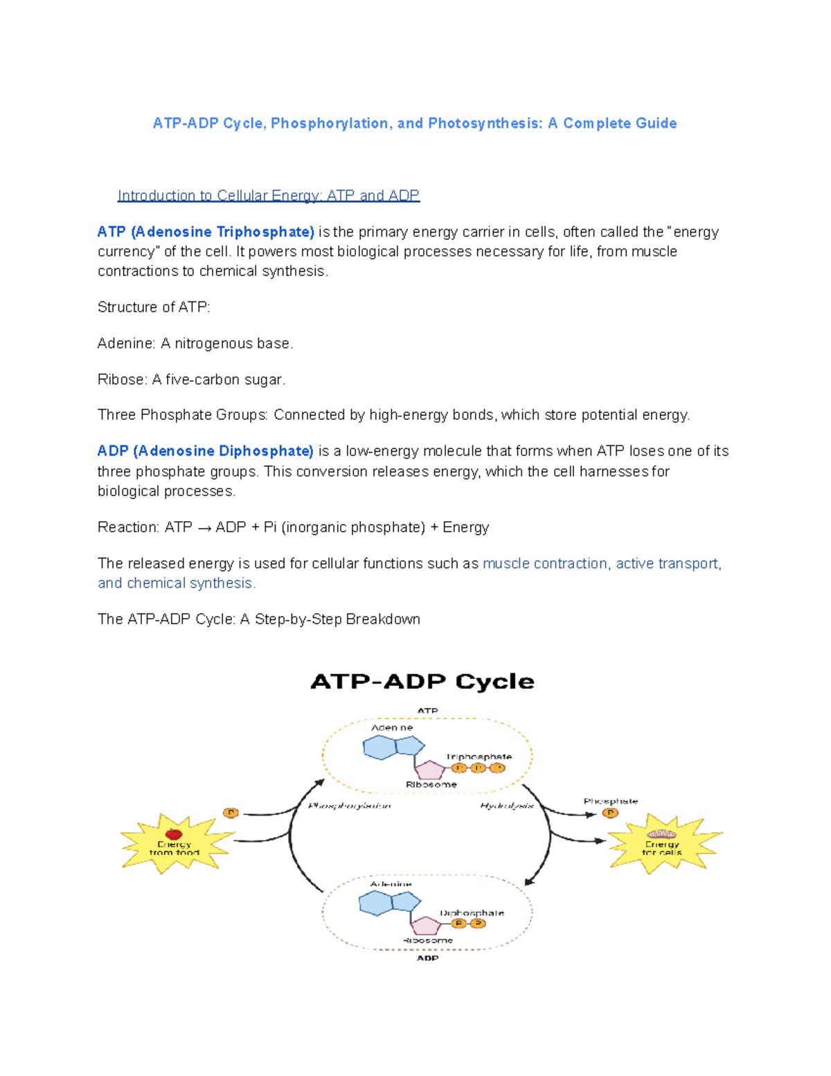 BIO reviewer - woahdwa - ATP-ADP Cycle, Phosphorylation, and ...