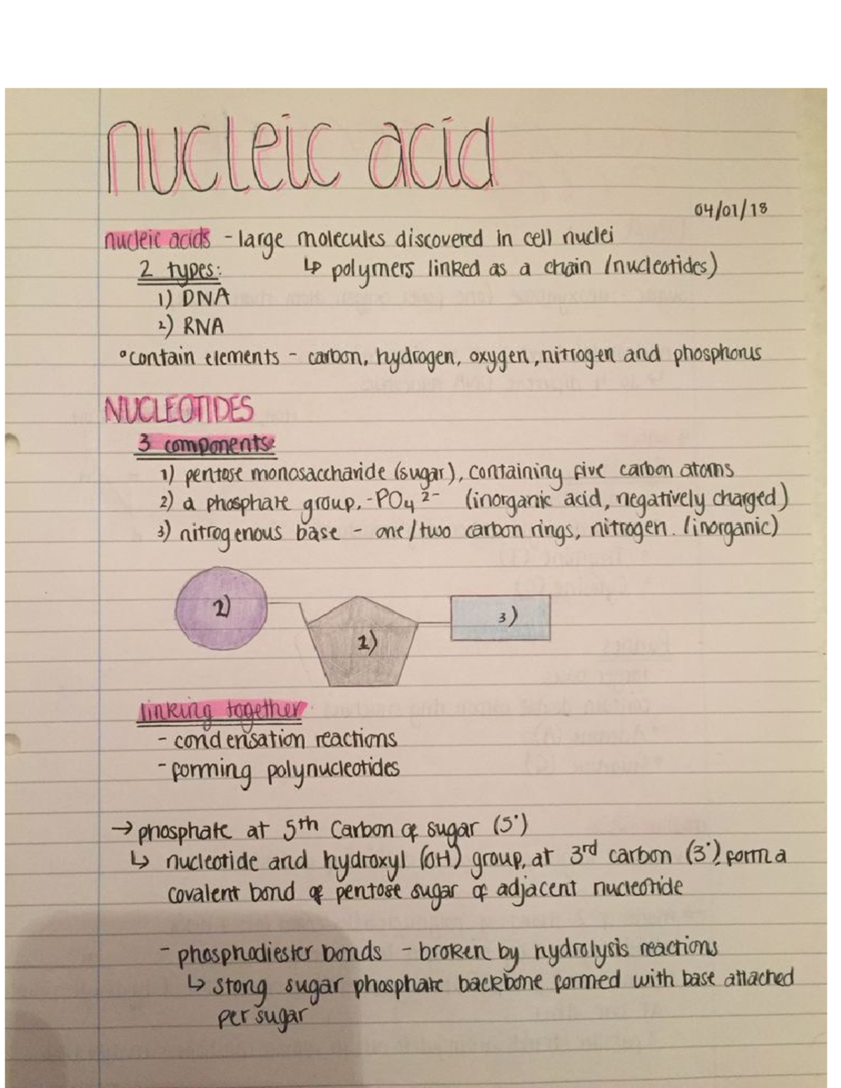 Nucleic acid - Organic chemistry notes from the lecture. - CHEM-C 341 ...