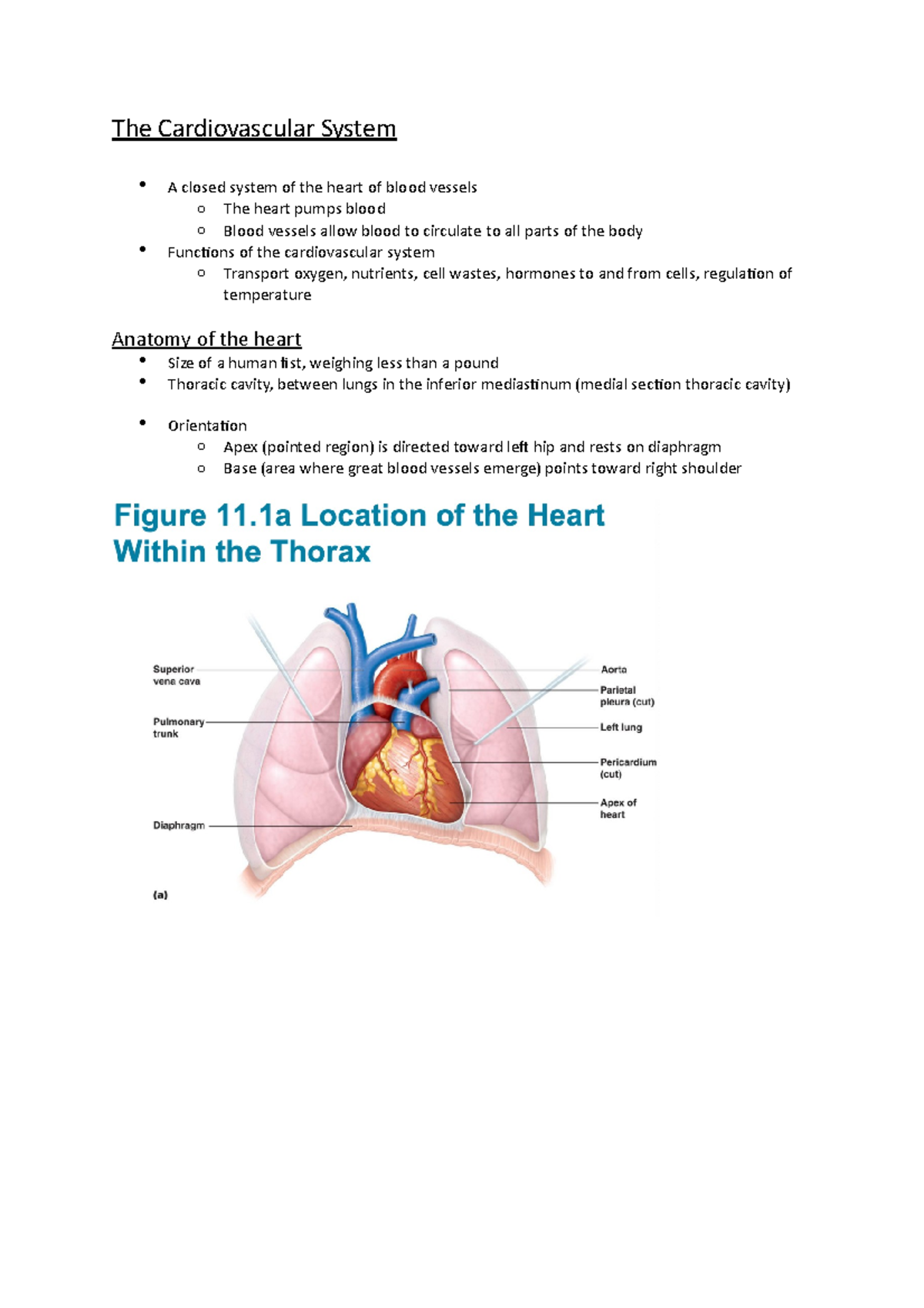 The Cardiovascular System - Parietal Pericardium: Outside Layer That 