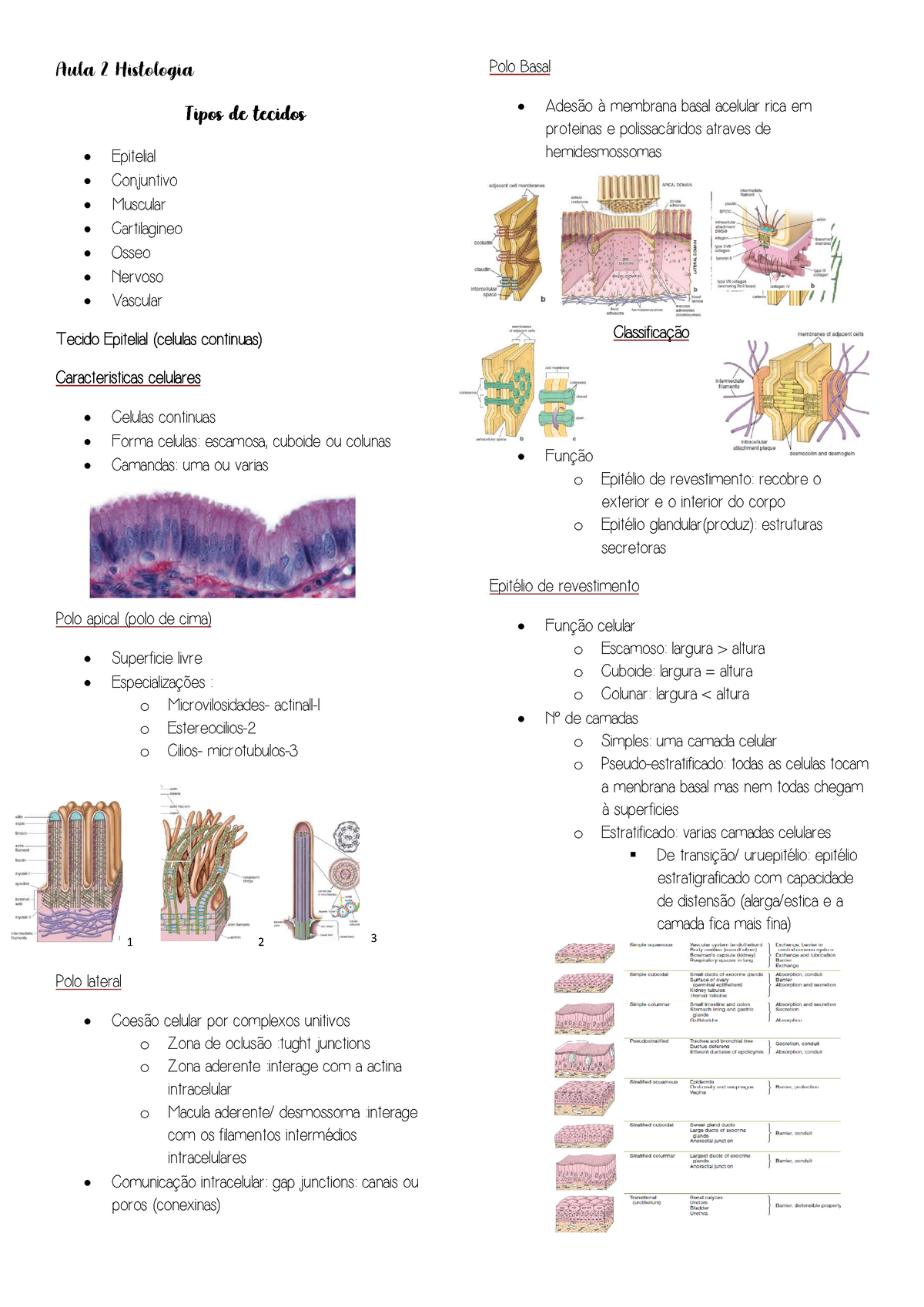 Anatomia Resumo Pdf Aula Histologia Tipos De Tecidos Epitelial The