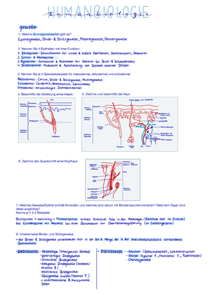 Epithelgewebediagramm beschriftet