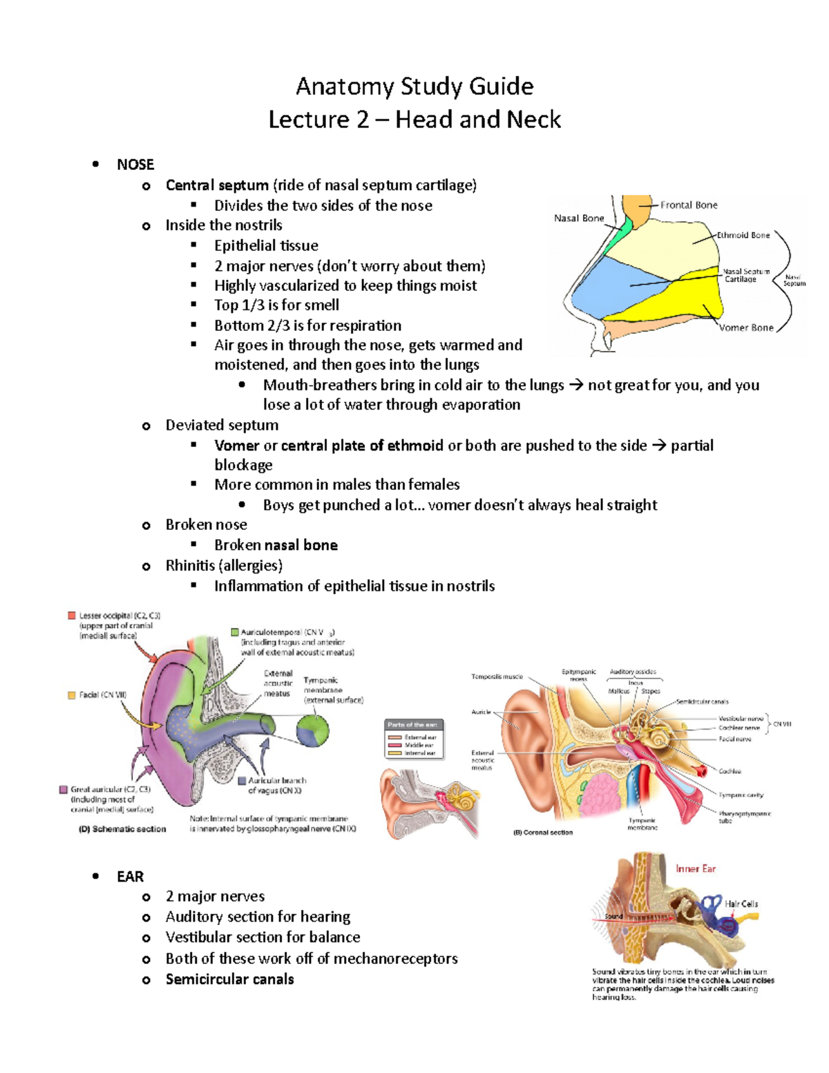 Study Guide 2 - Head and Neck - Anatomy Study Guide Lecture 2 – Head ...