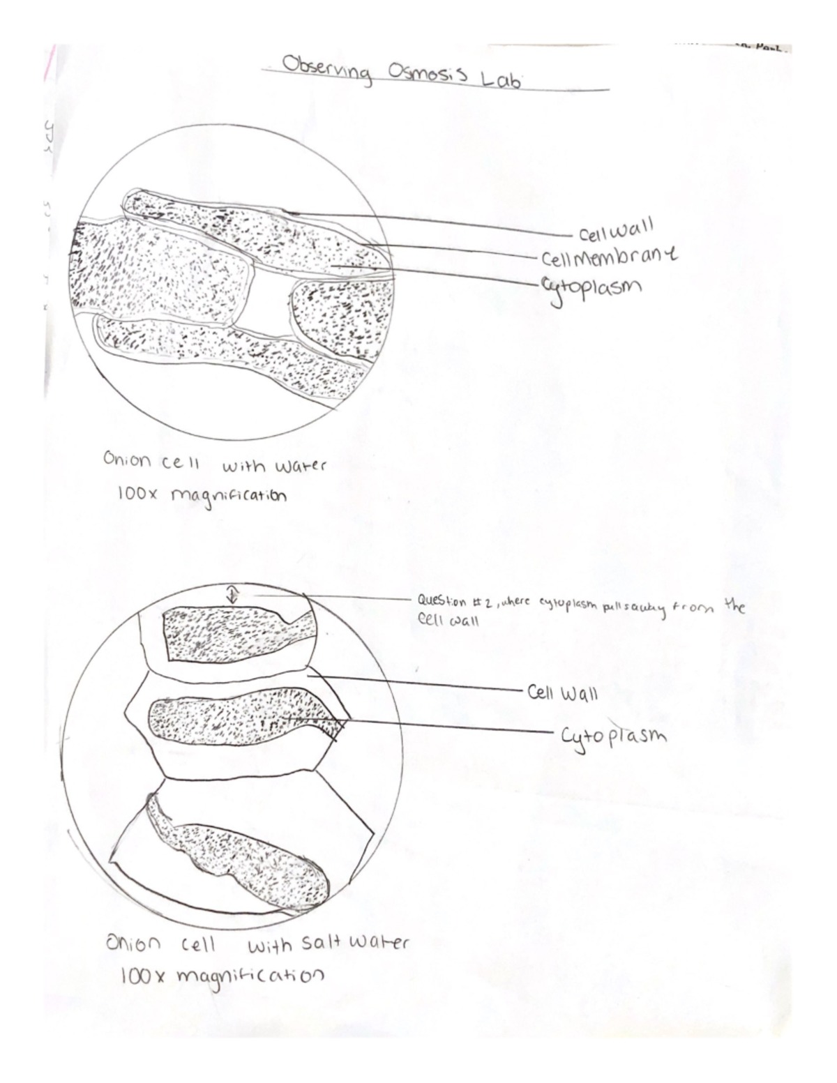 Observing Osmosis Onion Cell Lab Studocu