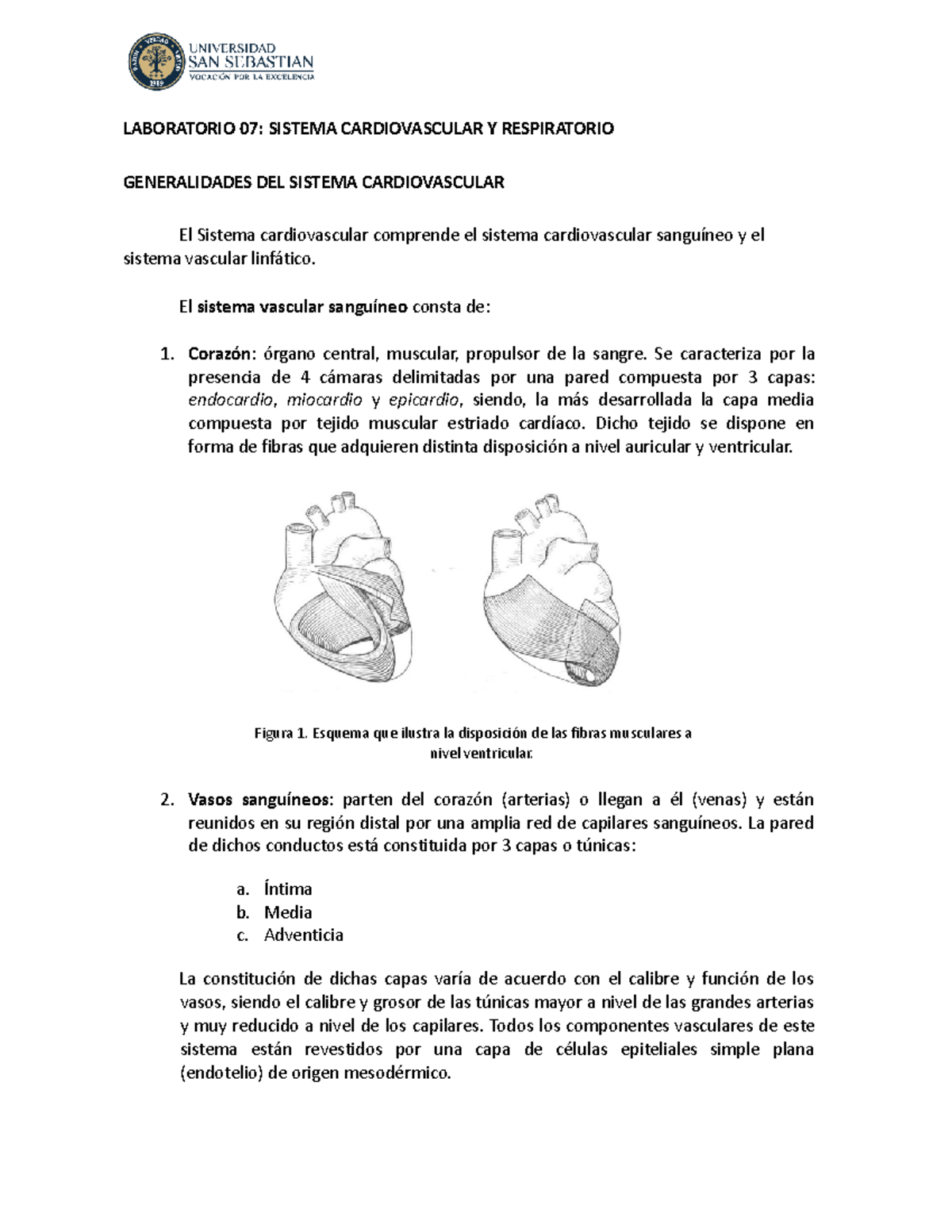 Labhisto 07 Sistema Circulatorio Y Respiratorio Laboratorio 07 Sistema Cardiovascular Y 2799