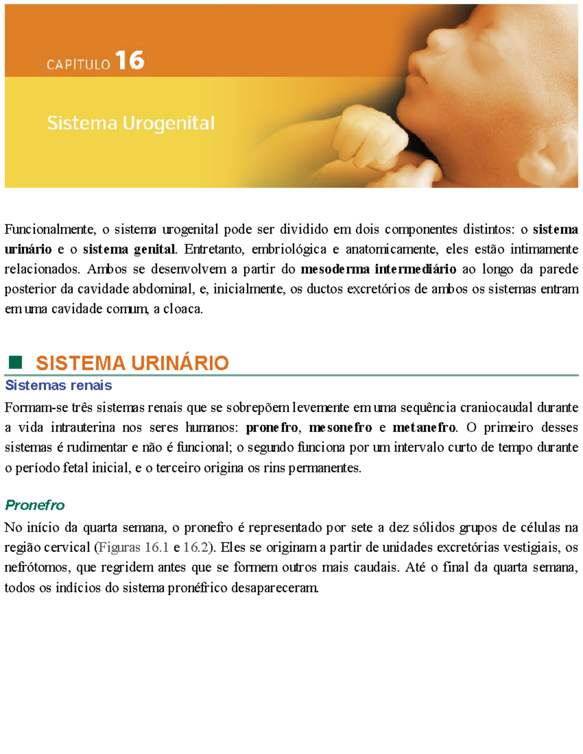 Embriologia Medica Langman Urogenitales Studocu