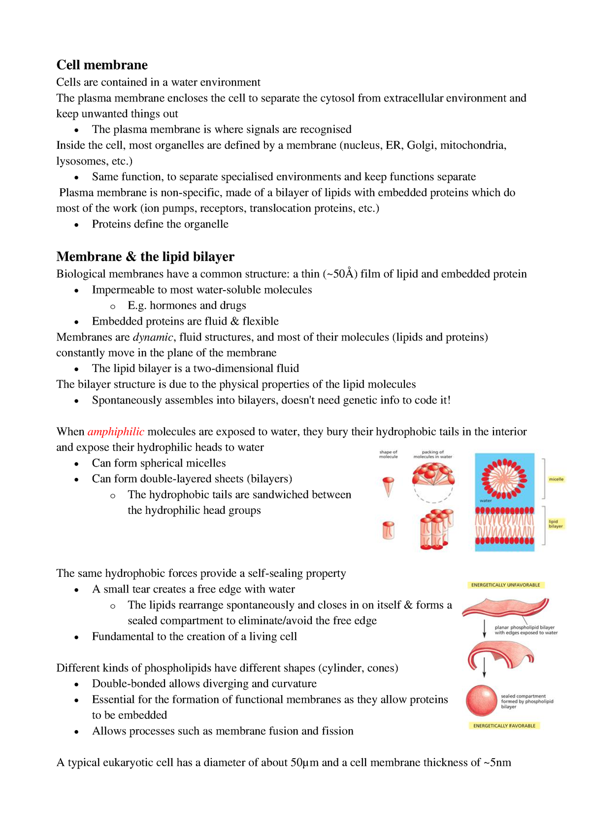 BIOL252 Davide's Section - Cell Membrane, Lipid Bilayer - Cell and ...