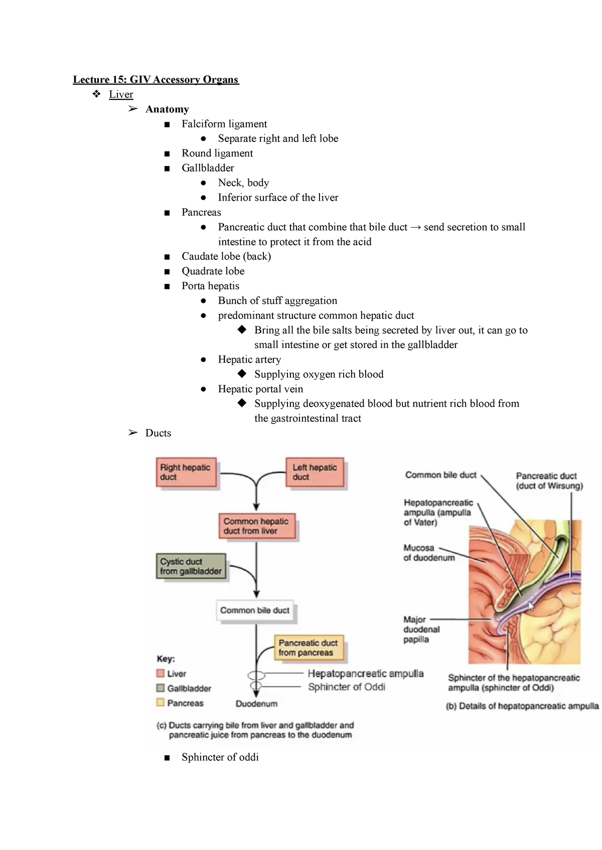 Lecture 15 GIV Accessory Organs - Lecture 15: GIV Accessory Organs ...