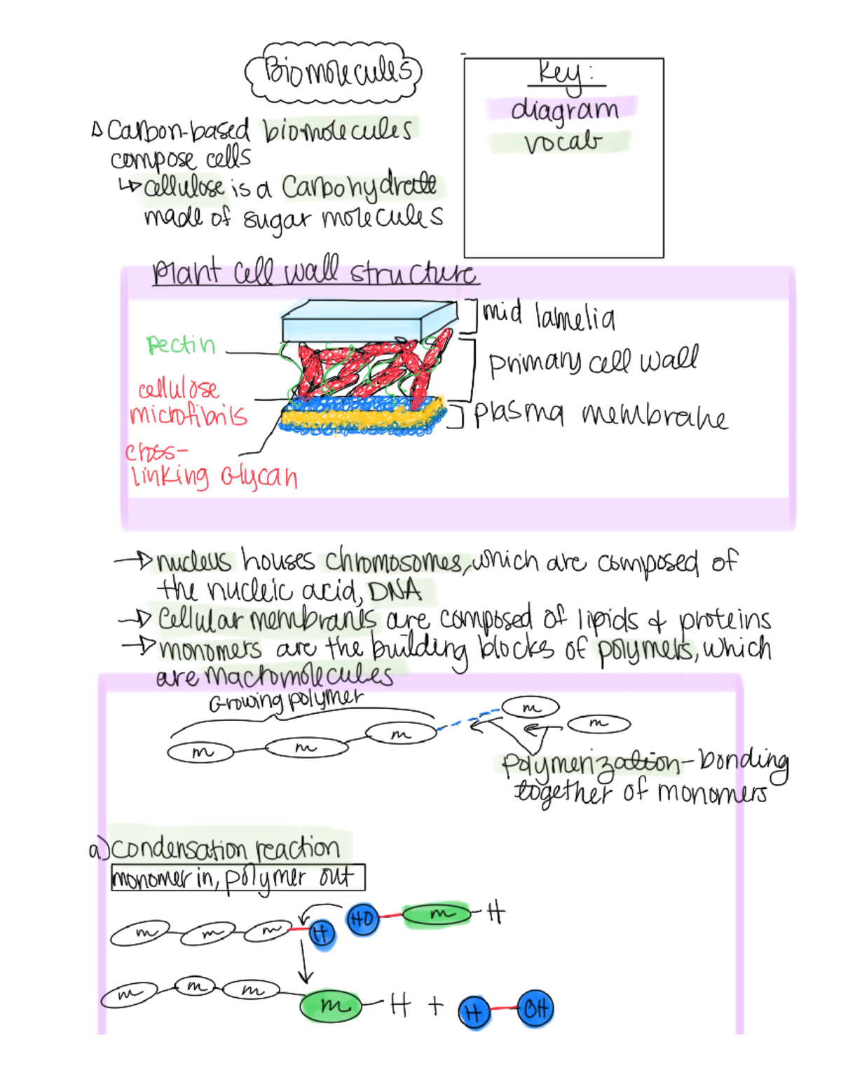 Biomolecules (Function and Structure) BIOL 1306 Studocu
