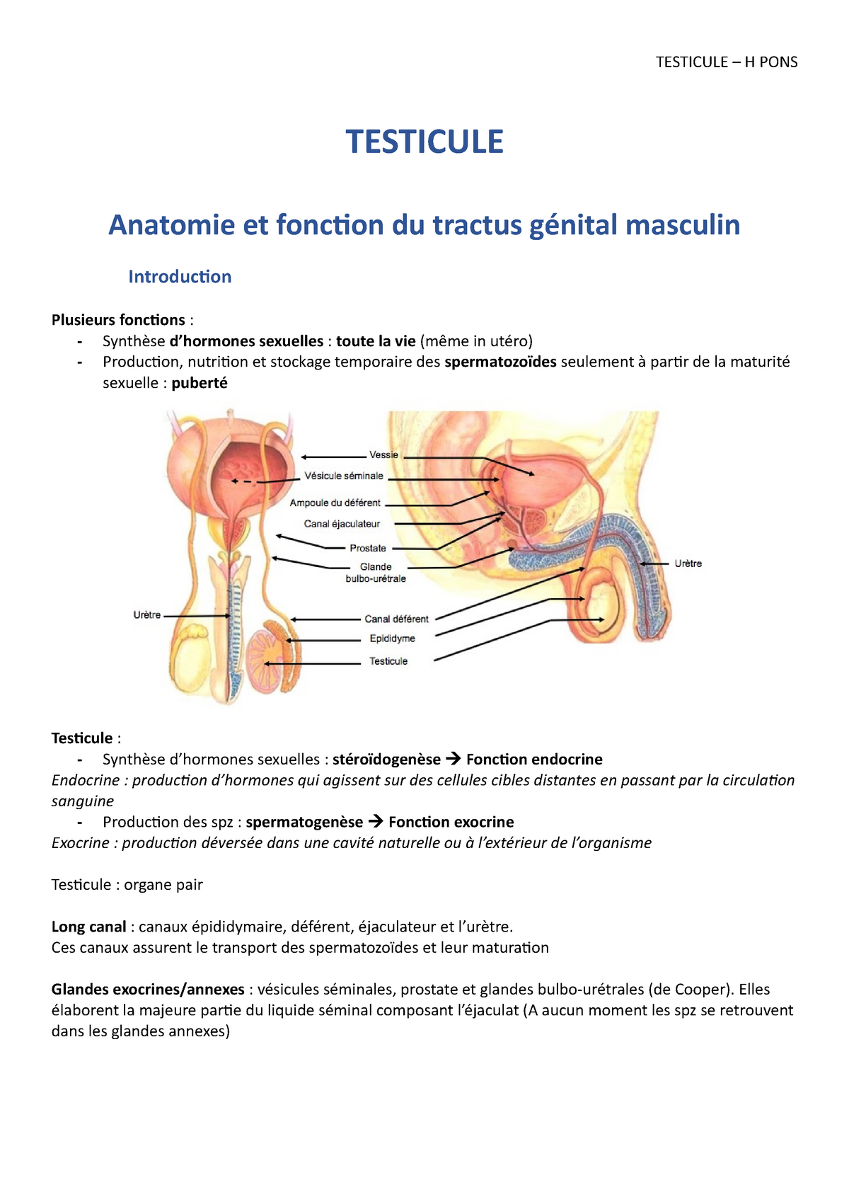 2 Testicule Biologie De Reproduction Testicule Anatomie Et Fonction Du Tractus Génital 