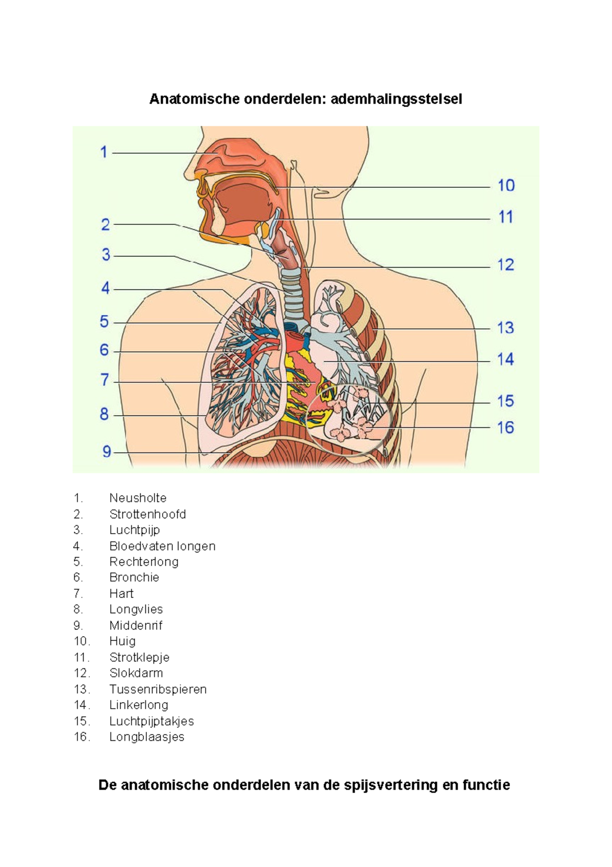 Toelatingsstoets Mondzorgkunde Samenvatting Anatomische Onderdelen 