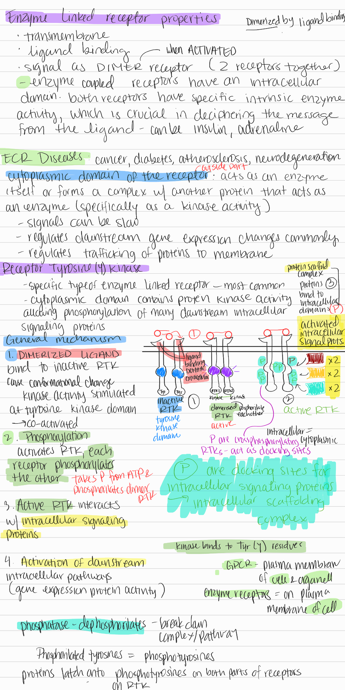 11 Enzyme linkedcoupled receptors signal transd - BIOL 300 - Studocu