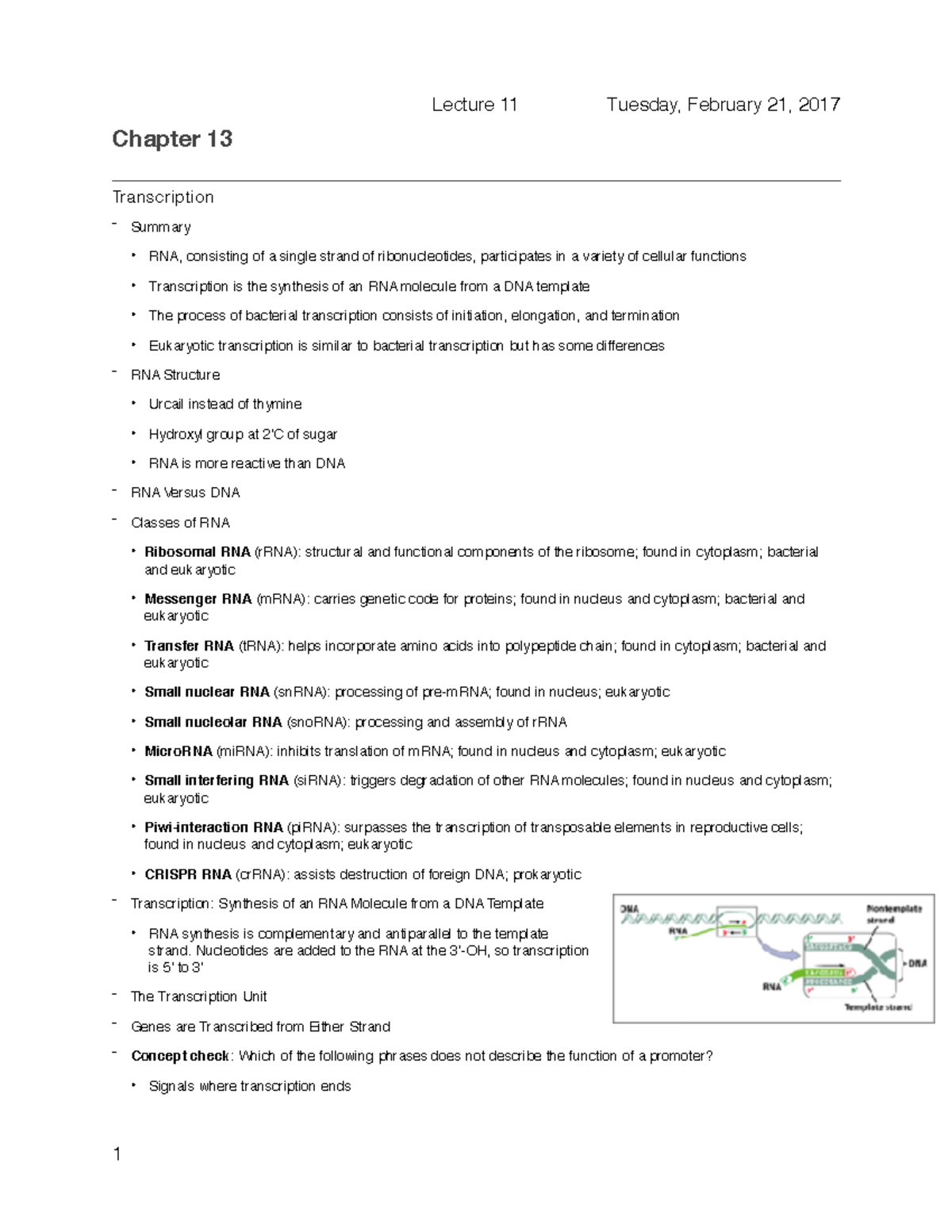 Lecture 11 Chapter 13 Tr a n s c r i p t i o n Summary • RNA