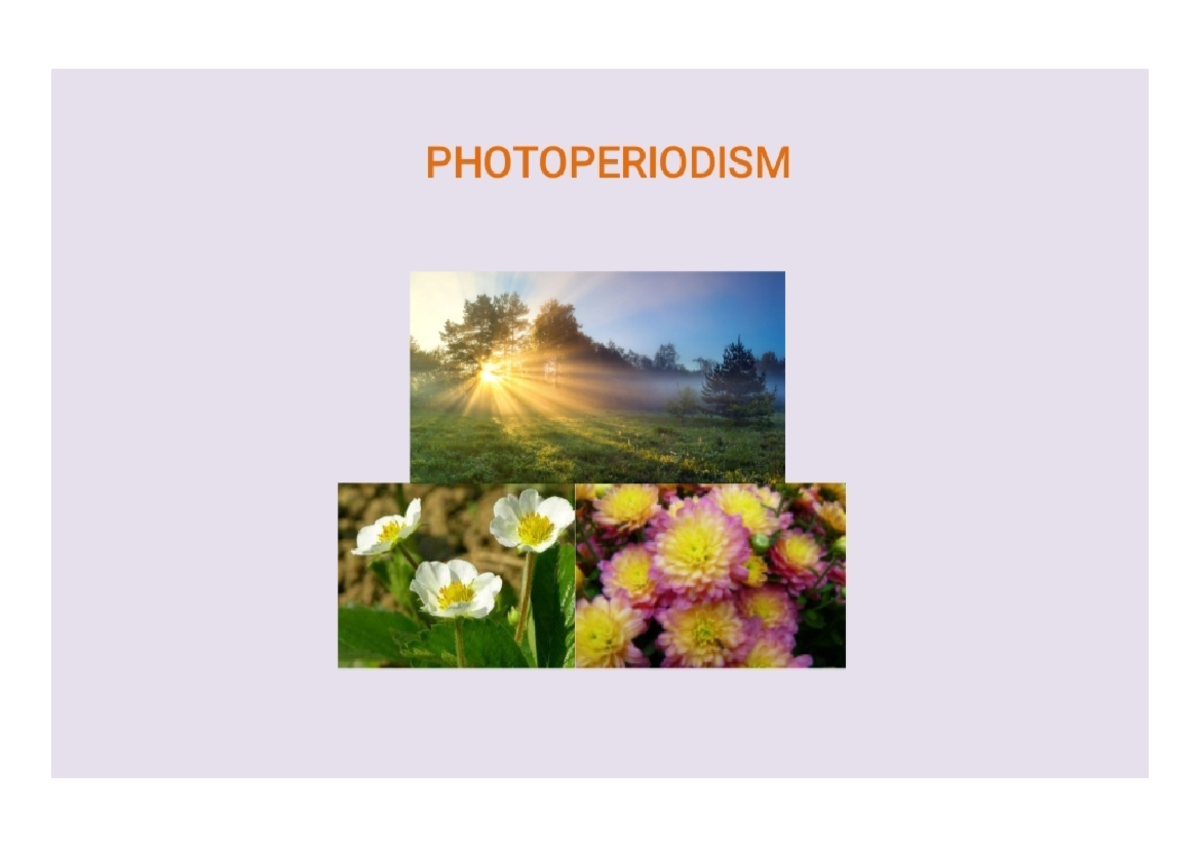 Photoperiodism - Agriculture - Studocu