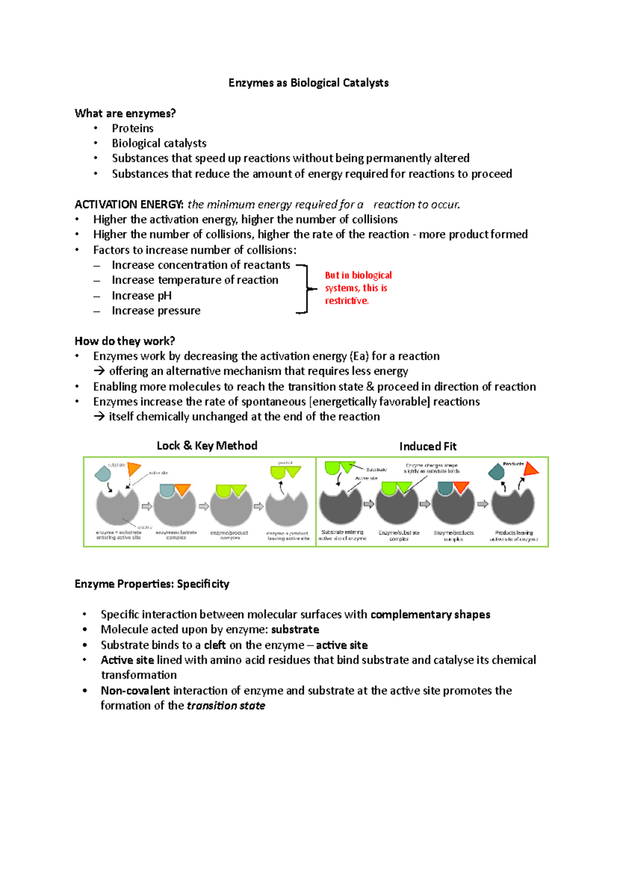 Enzymes as Biological catalysts - Enzymes as Biological Catalysts What ...