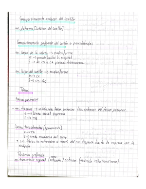 Apuntes Anatomia III - Estudio delsistema Nervisog. S 2 Central S. N ...