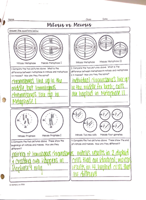 Comparing Mitosis Meiosis Answer Key Eng Studocu