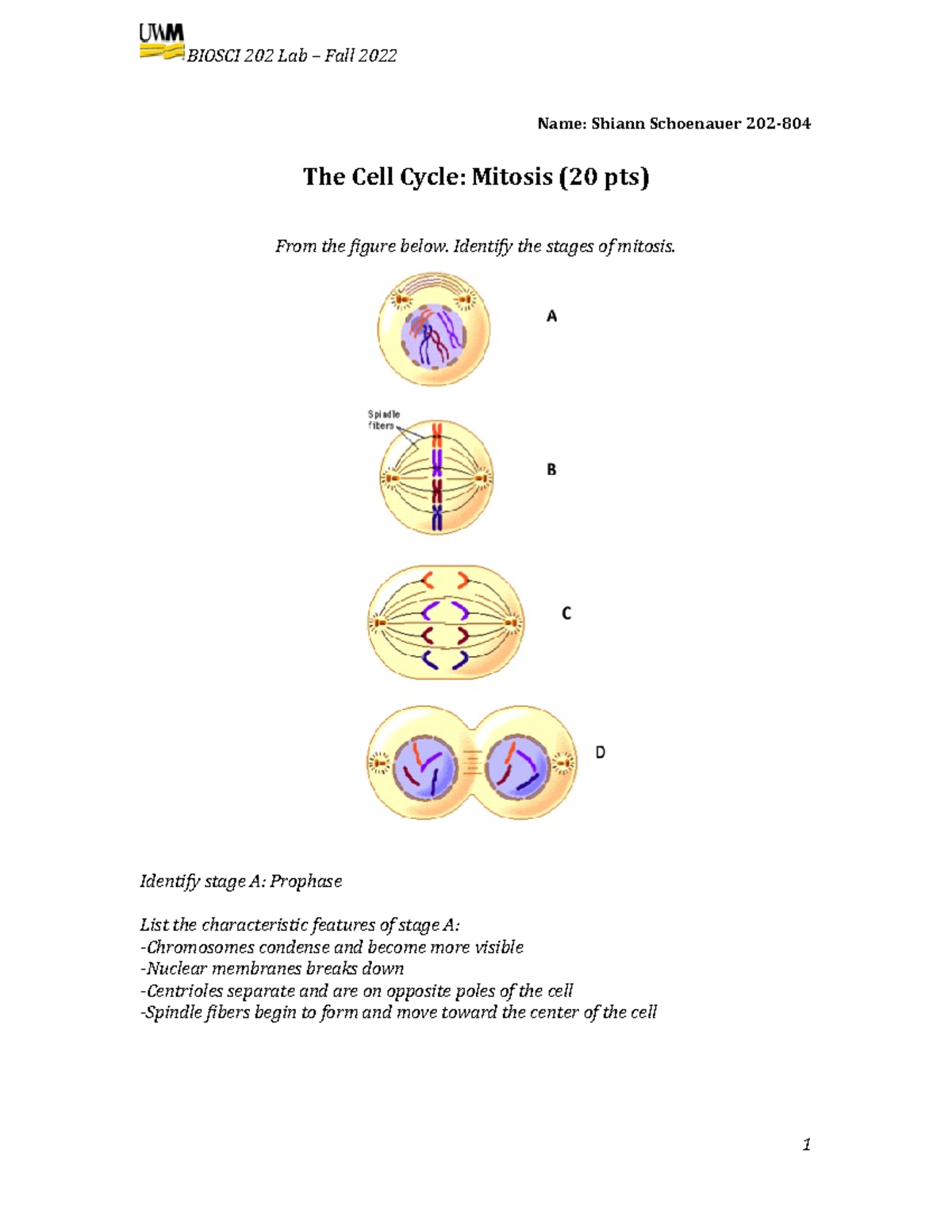 Cell Cycle Activity Fall 2022 BIOSCI 202 Lab Fall 2022 Name   Thumb 1200 1553 