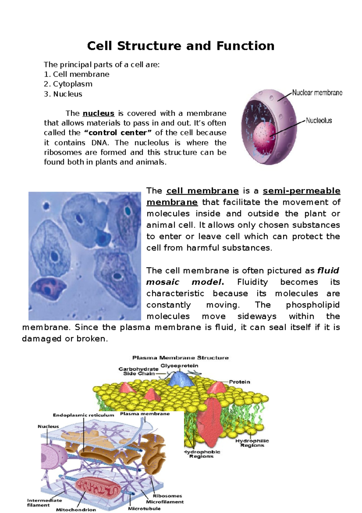 Cell-Structure-and-Function - Cell Structure and Function The principal ...