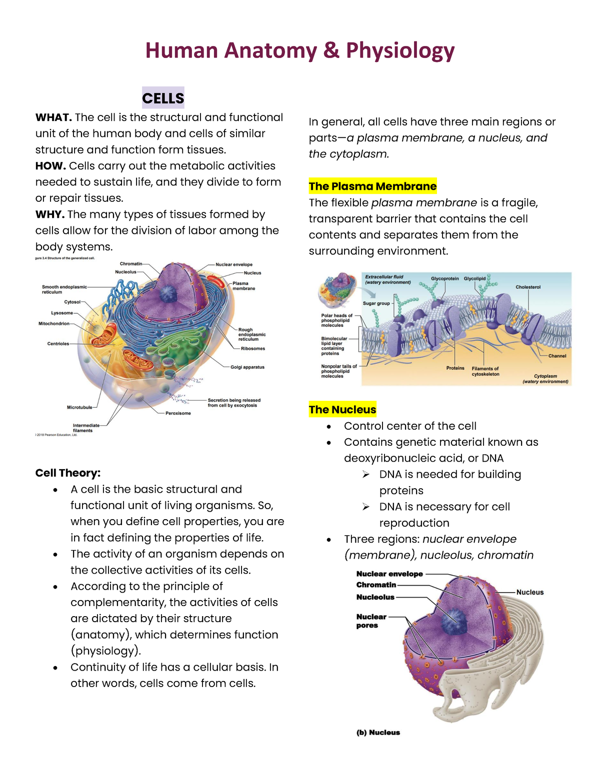 Anaphy - Lec Notes - Cells - Human Anatomy & Physiology CELLS WHAT. The ...