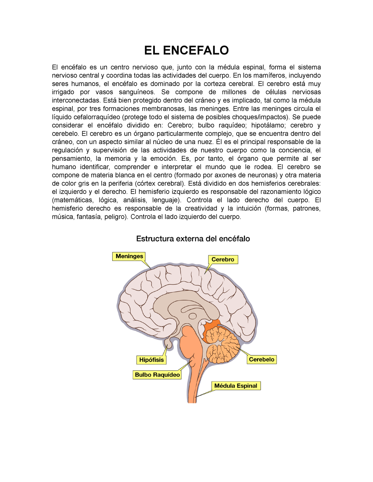 EL Encefalo - Resumen - EL ENCEFALO El Encéfalo Es Un Centro Nervioso ...