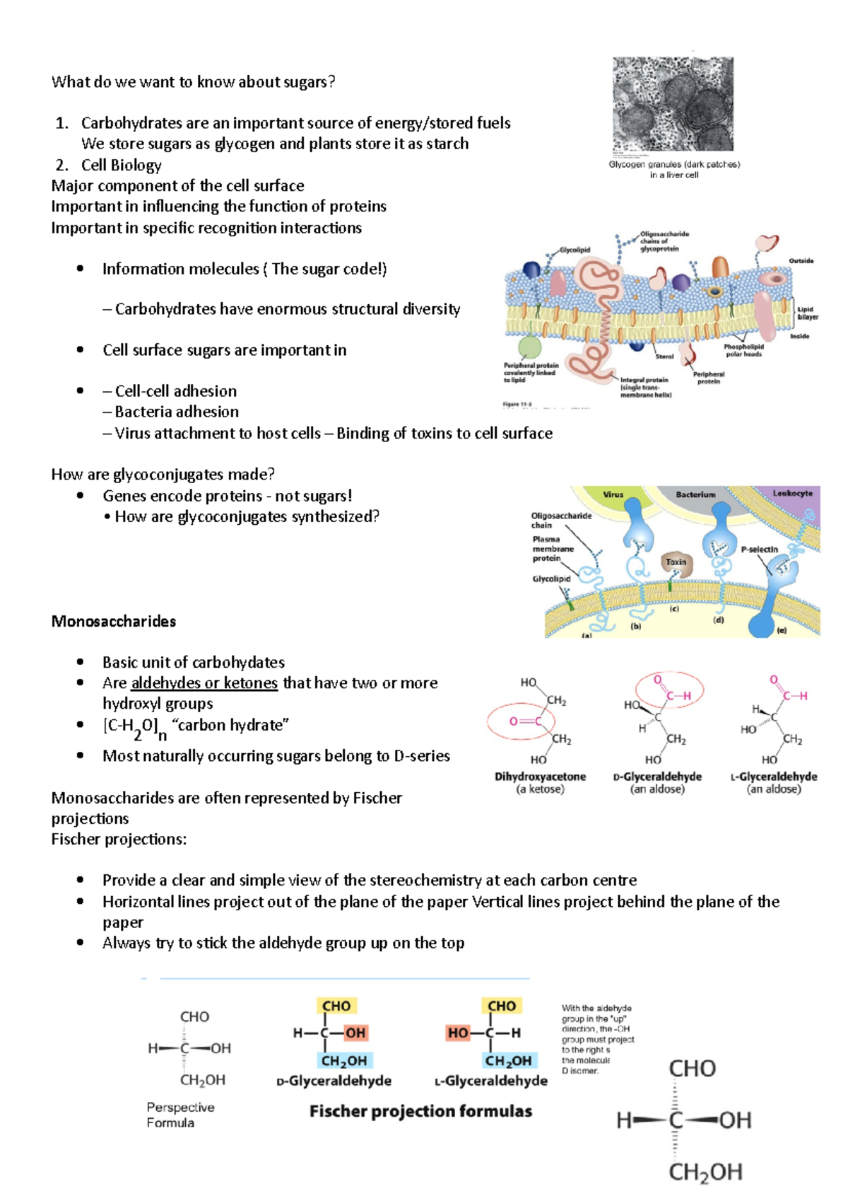 Understanding Sugars: Structure Function and Importance - Studocu